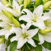 Букет из лилий 2